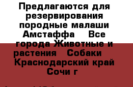 Предлагаются для резервирования породные малаши Амстаффа  - Все города Животные и растения » Собаки   . Краснодарский край,Сочи г.